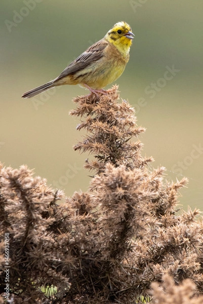 Fototapeta Yellowhammer sitting on top of gorse bush
