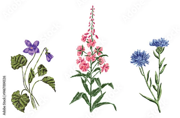 Obraz Three blooming wildflowers, violet, fireweed, cornflower, hand drawn vector illustration isolated on white
