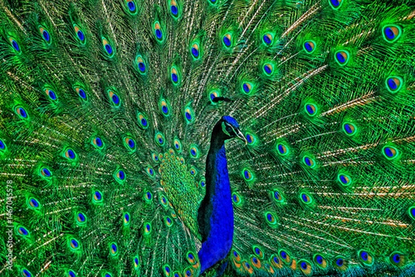 Obraz the peacock tail feathers