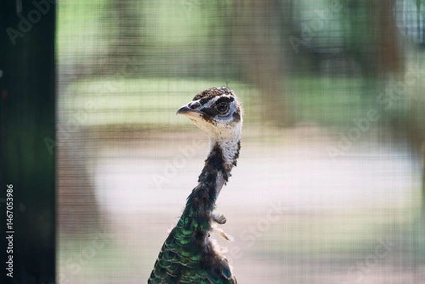 Fototapeta 檻の中の美しいクジャクの頭部