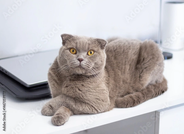 Fototapeta Scottish gray shorthair cat with amber eyes relaxing and laying on desk. Domestic cat is resting and looking at camera	