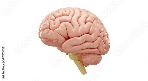Fototapeta Human Brain Anatomy: Detailed 3D Model of Cerebrum and Brainstem