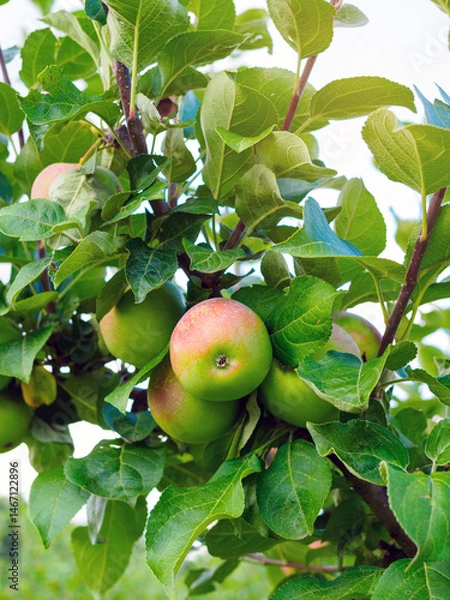 Obraz red and green apples on tree branches