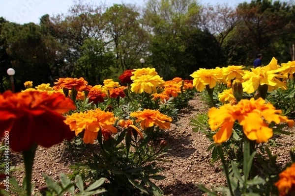 Obraz 可愛いマリーゴールド