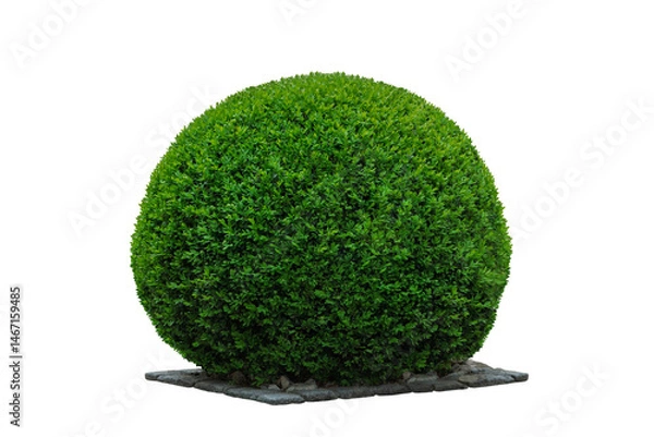 Fototapeta round green shrub boxwood isolated on white background. landscape design