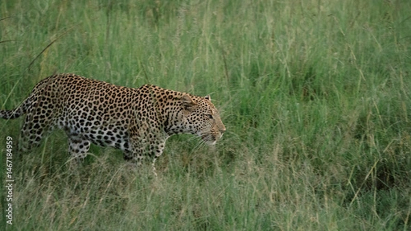Fototapeta Leopard in the wild