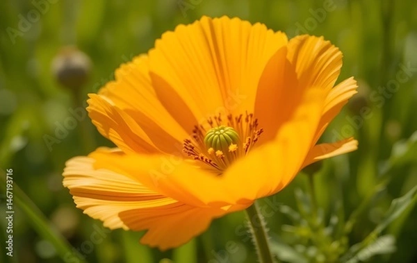 Fototapeta Close-Up of a Vibrant California Poppy in Full Bloom with Delicate Petals and Natural Green Background on a Sunny Spring Day