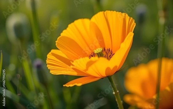 Fototapeta Close-Up of a Vibrant California Poppy in Full Bloom with Delicate Petals and Natural Green Background on a Sunny Spring Day