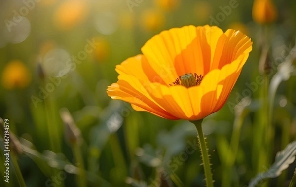 Fototapeta Close-Up of a Vibrant California Poppy in Full Bloom with Delicate Petals and Natural Green Background on a Sunny Spring Day