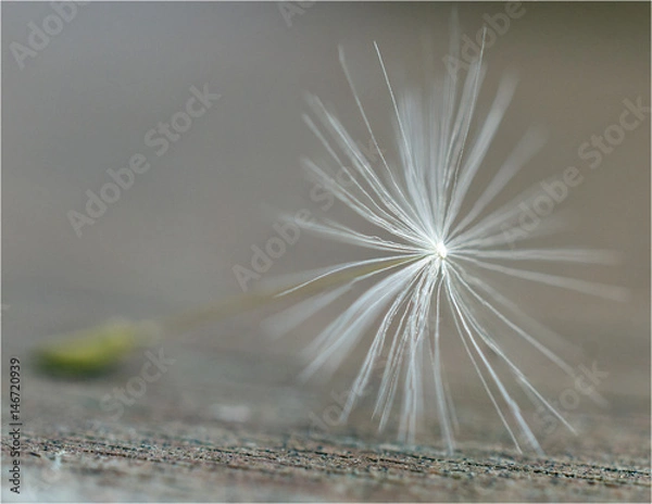 Fototapeta Stranded on a table