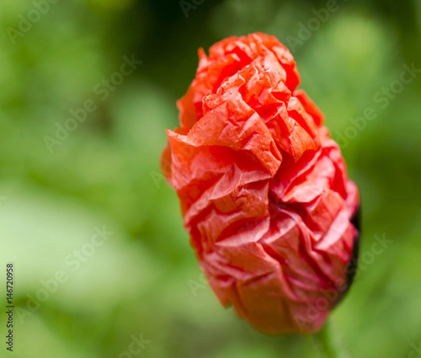 Obraz Unfolding Poppy