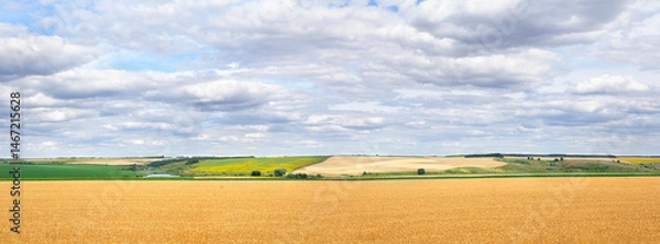 Fototapeta Field wheat in period harvest on background the sky with white clouds