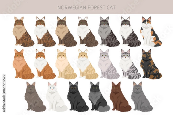Fototapeta Norwegian Forest Cat clipart. All coat colors set.  All cat breeds characteristics infographic. Vector illustration