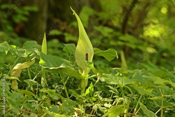 Obraz Blühender Gefleckter Aronstab (Arum maculatum).
