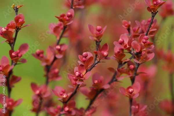 Obraz red leaves on branches with thorns
