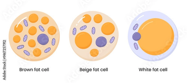 Fototapeta Vector set of brown, beige and white fat cells. Illustration of adipose tissue	