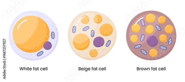 Fototapeta Vector set of brown, beige and white fat cells. Illustration of adipose tissue	