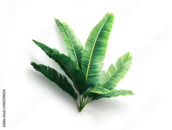 Fototapeta 3d tropical green leaves, banana or coconut palm tree leafs. Exotic plant branches isolated on white background. Natural summer foliage design element, realistic render icon mockup