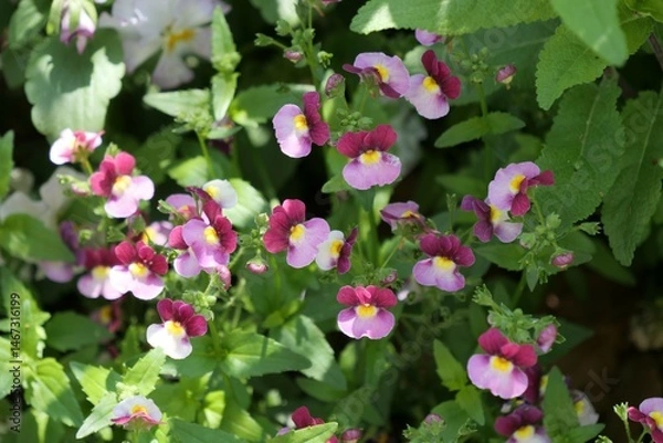 Obraz ネメシア属の花