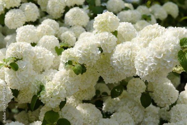 Obraz あしかがフラワーパークのオオデマリ
