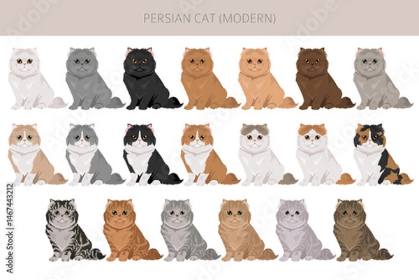 Fototapeta Persian Cat longhaired clipart. Modern type persian cat. All coat colors set.  All cat breeds characteristics infographic. Vector illustration
