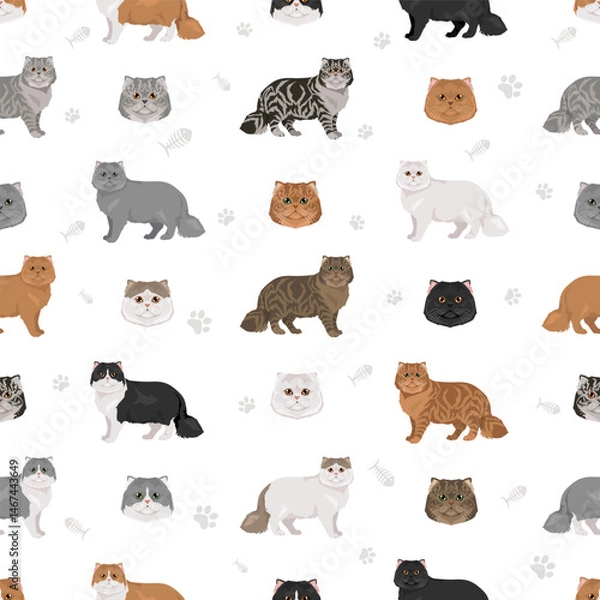 Fototapeta Persian Cat longhaired clipart. Modern type persian cat. All coat colors set.  All cat breeds characteristics infographic. Vector illustration