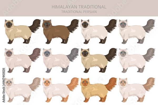 Fototapeta Himalayan Persian Cat longhaired clipart. Traditional classic type persian cat. All coat colors set.  All cat breeds characteristics infographic. Vector illustration