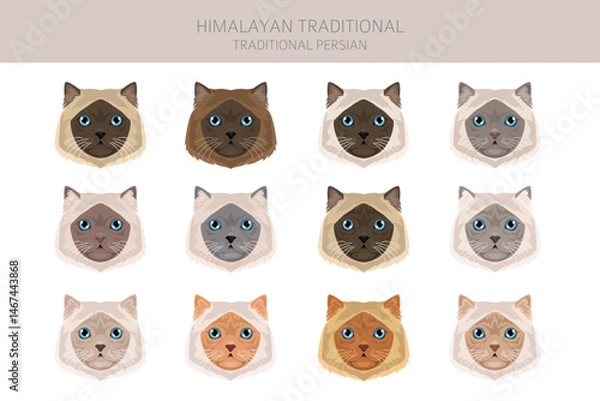 Fototapeta Himalayan Persian Cat longhaired clipart. Traditional classic type persian cat. All coat colors set.  All cat breeds characteristics infographic. Vector illustration