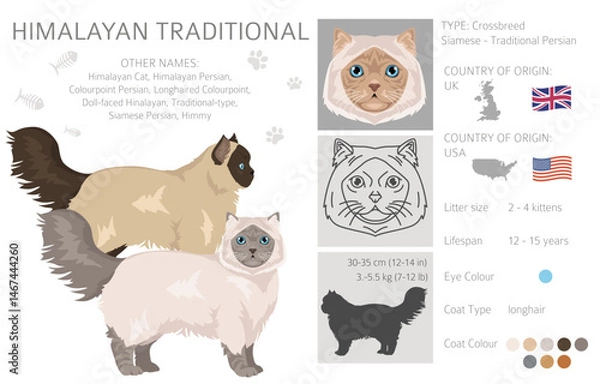 Fototapeta Himalayan Persian Cat longhaired clipart. Traditional classic type persian cat. All coat colors set.  All cat breeds characteristics infographic. Vector illustration
