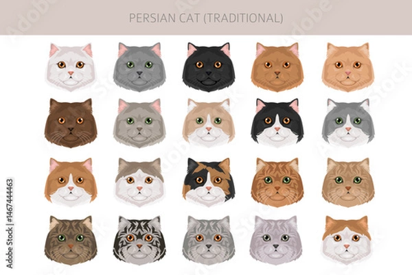 Fototapeta Persian Cat longhaired clipart. Traditional classic type persian cat. All coat colors set.  All cat breeds characteristics infographic. Vector illustration
