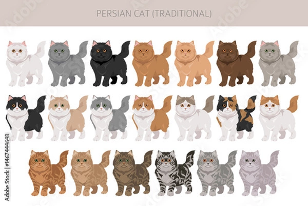 Fototapeta Persian Cat longhaired clipart. Traditional classic type persian cat. All coat colors set.  All cat breeds characteristics infographic. Vector illustration