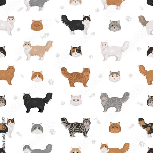 Fototapeta Persian Cat longhaired clipart. Traditional classic type persian cat. All coat colors set.  All cat breeds characteristics infographic. Vector illustration