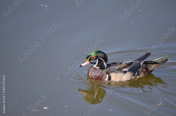 Obraz Wood duck at the George C. Reifel Migratory Bird Sanctuary in Delta, British Columbia, Canada.