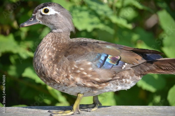 Obraz Wood duck at the George C. Reifel Migratory Bird Sanctuary in Delta, British Columbia, Canada.