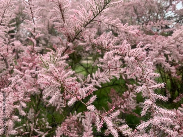 Fototapeta Tamarix, a small tree with thin branches and small pink flowers in fluffy inflorescences. Tree with pink flowers in a city park