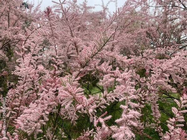 Fototapeta Tamarix, a small tree with thin branches and small pink flowers in fluffy inflorescences. Tree with pink flowers in a city park