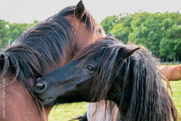 Fototapeta Deux chevaux se font un calin