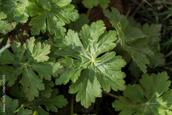 Obraz The Erodium cicutarium