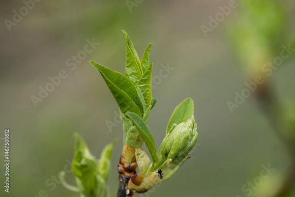 Obraz Jelly cherry (Prunus padus).
