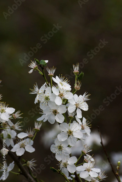Obraz Spirea (Spiraea nipponica)