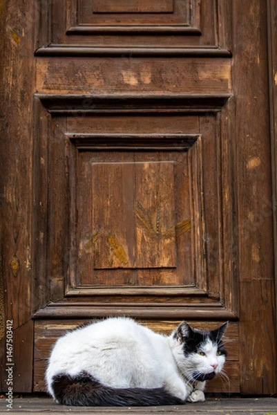 Obraz Riga, Latvia A cat sits on the stoop of a building under a wooden door.