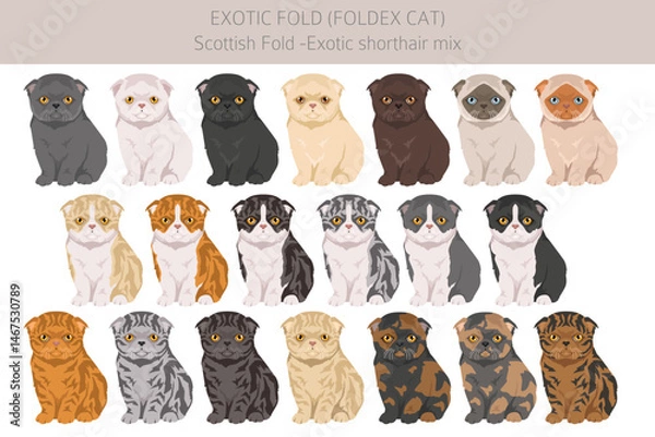 Fototapeta Foldex cat, Exotic Fold Cat clipart. All coat colors set.  All cat breeds characteristics infographic. Vector illustration