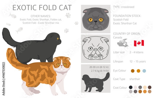 Fototapeta Foldex cat, Exotic Fold Cat clipart. All coat colors set.  All cat breeds characteristics infographic. Vector illustration