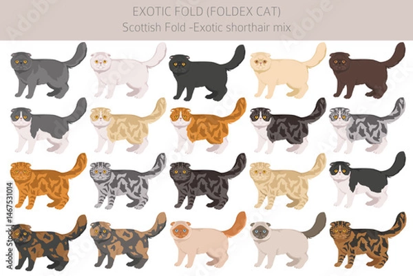 Fototapeta Foldex cat, Exotic Fold Cat clipart. All coat colors set.  All cat breeds characteristics infographic. Vector illustration