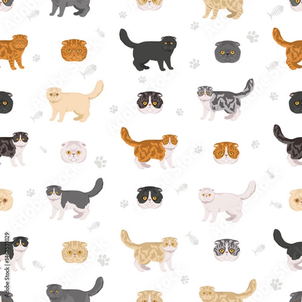 Fototapeta Foldex cat, Exotic Fold Cat clipart. All coat colors set.  All cat breeds characteristics infographic. Vector illustration