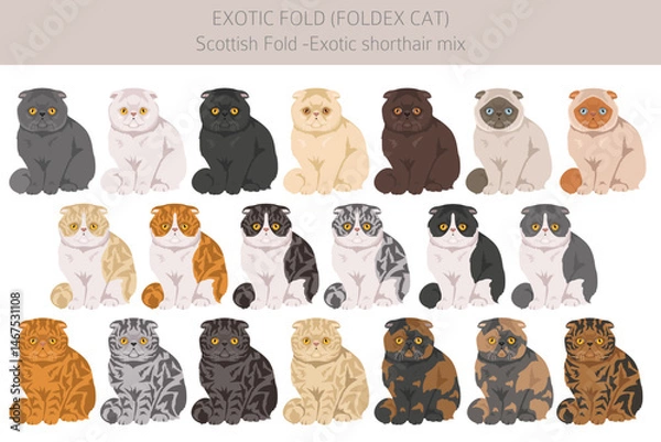 Fototapeta Foldex cat, Exotic Fold Cat clipart. All coat colors set.  All cat breeds characteristics infographic. Vector illustration