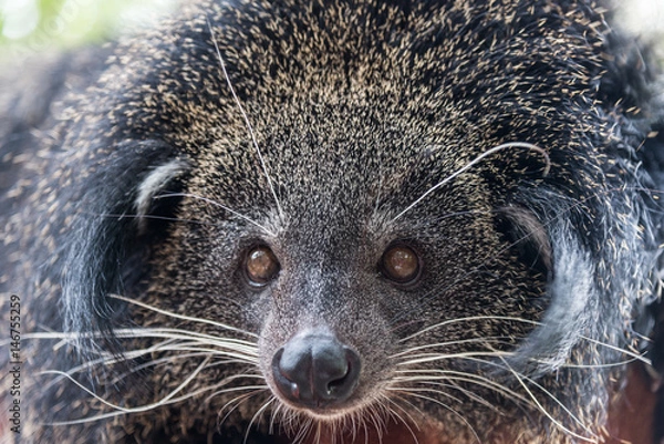 Obraz Arctictis binturong, Closeup picture of the binturong on branchCloseup picture of the binturong on branch.