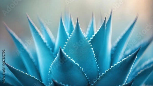 Fototapeta Azure Agave: A Close-Up of Serenity