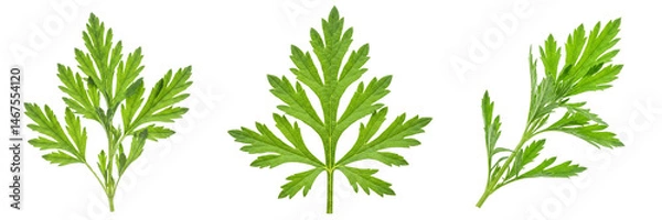 Fototapeta Mugwort Leaves Isolated on Transparent Background, PNG Set.
