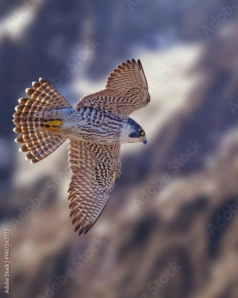 Obraz Peregrine falcon in a dynamic flight pose against a blurred background. Capturing the speed and agility of this magnificent bird of prey.